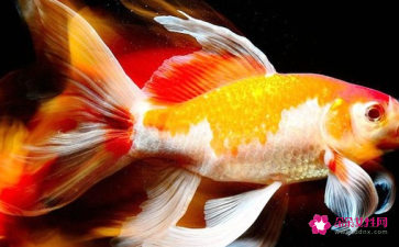 家里養龍魚好不好風水