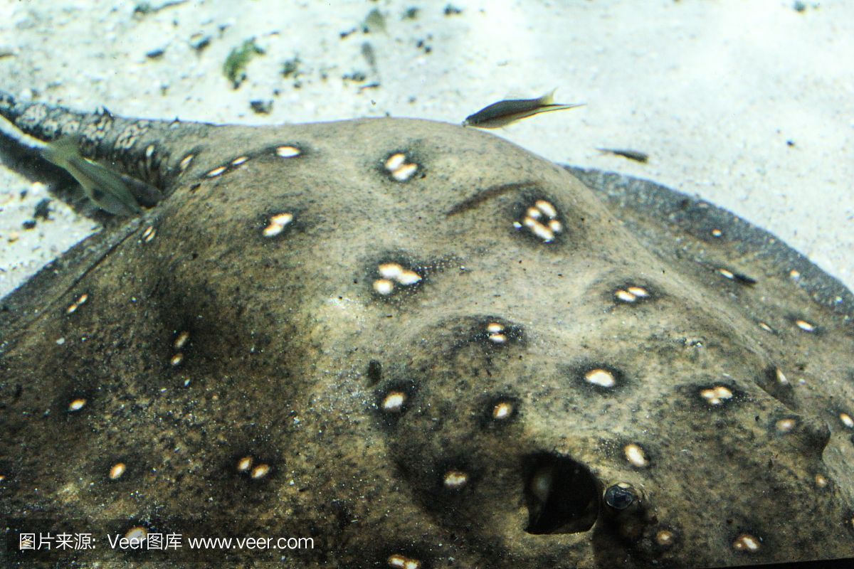 魟魚變白是怎么回事：關(guān)于魟魚變白的原因，可能有以下幾種情況，可能有很多