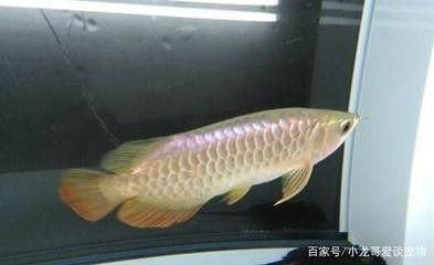 龍魚多少溫度會死掉 龍魚多少溫度會死掉 龍魚百科 第1張