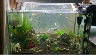 魚缸要換水嗎？，如何判斷魚缸水質好壞？