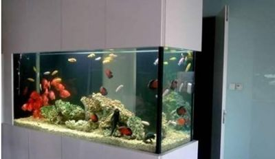 魚缸要換水嗎？，如何判斷魚缸水質好壞？