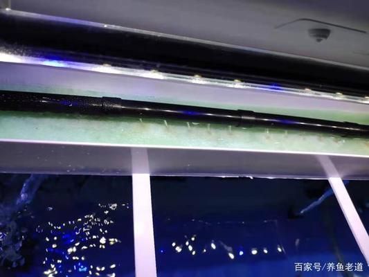 魚缸潛水泵過濾效果，如何選擇適合魚缸的潛水泵？