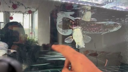 虎魚可以跟雷龍魚一起養嗎