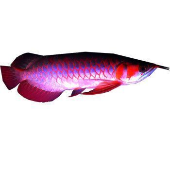 龍魚賽級(jí)什么意思，賽級(jí)龍魚的選購(gòu)技巧