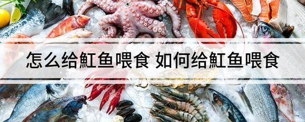 小魟魚到家多久喂食：小魟魚到家后多久喂食 小魟魚到家多久喂食：小魟魚到家后多久喂食 魟魚百科 第4張