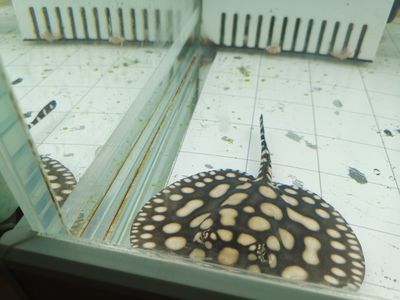 魟魚下大白片可以喂食嗎：魟魚下大白片藥物治療時