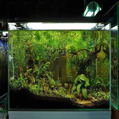 魚缸造景擺設，水草養護常見問題解答魚缸風水擺放技巧分享