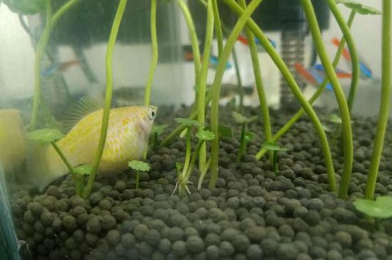 龍魚不吃東西