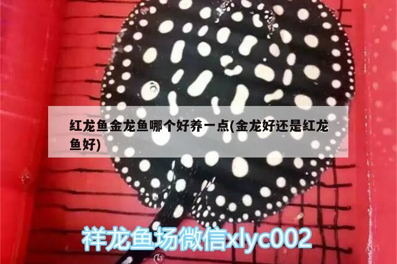 紅龍魚金龍魚哪個好養一點(金龍好還是紅龍魚好)