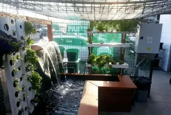 魚缸怎么不用經常換水，如何選擇合適的過濾材料？魚缸生態平衡建立指南