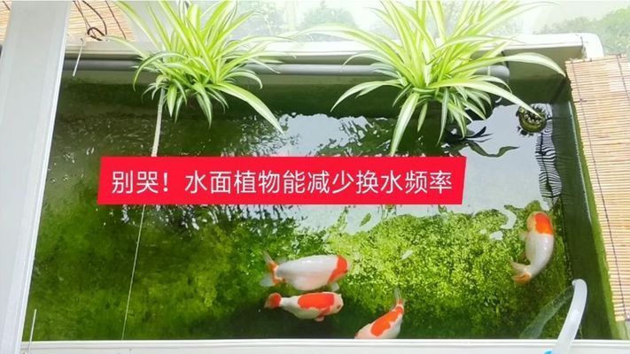 魚缸怎么不用經常換水，如何選擇合適的過濾材料？魚缸生態平衡建立指南