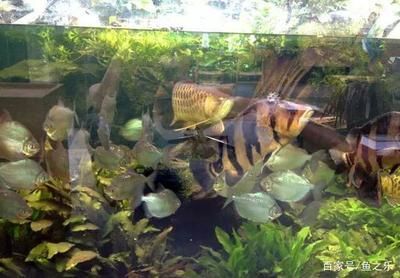 龍魚與蘇虎魚混養注意事項，如何判斷龍魚與蘇虎魚性格匹配 龍魚與蘇虎魚混養注意事項，如何判斷龍魚與蘇虎魚性格匹配 虎魚百科 第6張