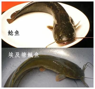 活魚喂龍魚