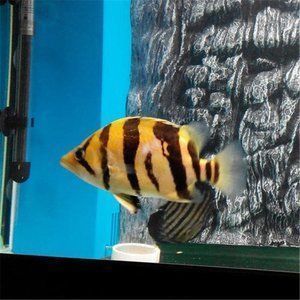 印尼虎魚苗常見疾病癥狀，印尼虎魚苗在養殖過程中可能會遇到多種常見疾病及其癥狀