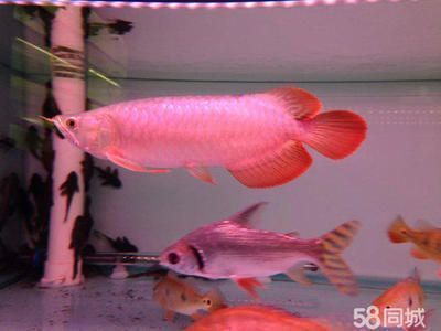 印尼虎魚苗常見疾病癥狀，印尼虎魚苗在養殖過程中可能會遇到多種常見疾病及其癥狀