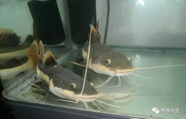 虎魚與招財貓魚混養(yǎng)效果，虎魚與招財貓魚混養(yǎng)效果如何