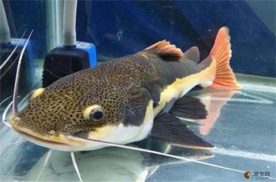 虎魚與招財貓魚混養(yǎng)效果，虎魚與招財貓魚混養(yǎng)效果如何