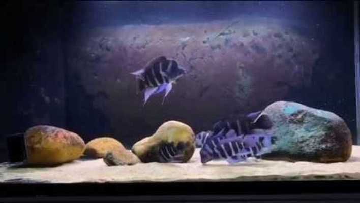 伊巴卡魚，伊巴卡魚是一種值得養(yǎng)護(hù)的熱帶觀賞魚，但需要注意什么