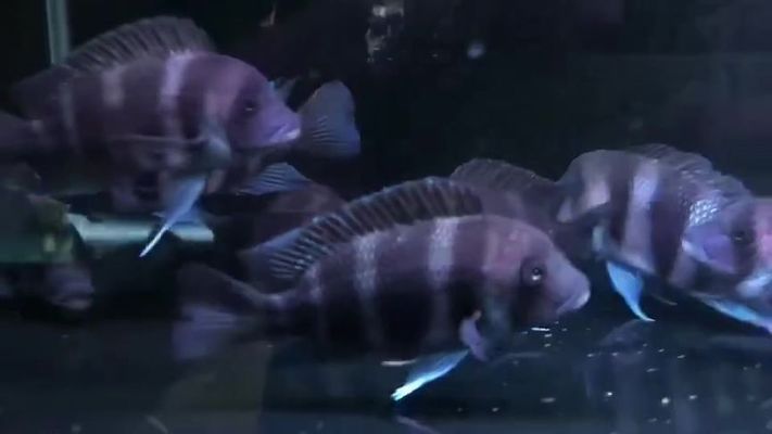 伊巴卡魚，伊巴卡魚是一種值得養(yǎng)護(hù)的熱帶觀賞魚，但需要注意什么