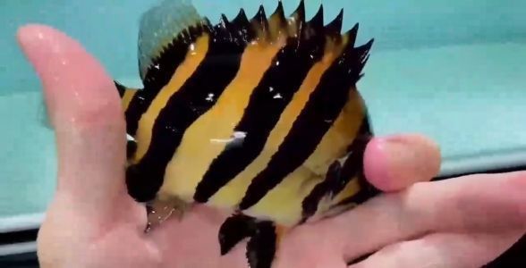 蘇虎魚冬季養(yǎng)護技巧，蘇虎魚冬季養(yǎng)護技巧：蘇虎魚冬季養(yǎng)護技巧：蘇虎魚冬季養(yǎng)護技巧