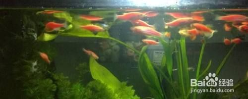 龍魚缸藻類怎么除藻，龍魚缸藻類怎么除藻探索有效除藻方法，龍魚缸除藻方法