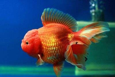 元寶鳳凰魚能長(zhǎng)多大？為什么長(zhǎng)的慢呢？：元寶鳳凰魚生長(zhǎng)緩慢是什么原因