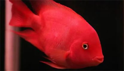 元寶鳳凰魚能長(zhǎng)多大？為什么長(zhǎng)的慢呢？：元寶鳳凰魚生長(zhǎng)緩慢是什么原因
