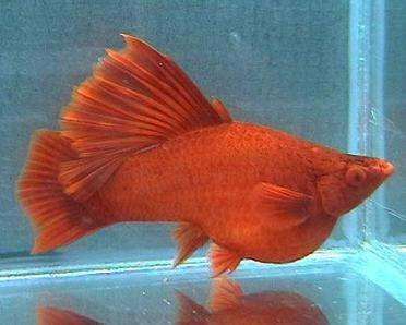 元寶鳳凰魚(yú)能長(zhǎng)多大？為什么長(zhǎng)的慢呢？：元寶鳳凰魚(yú)生長(zhǎng)緩慢是什么原因