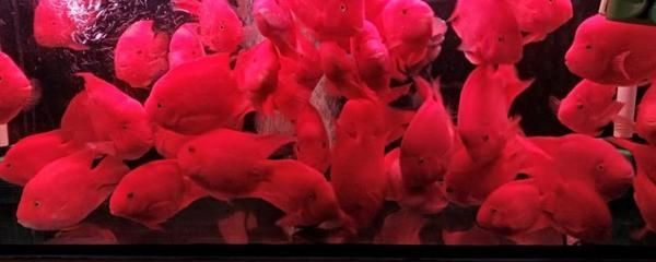 元寶鳳凰魚(yú)能長(zhǎng)多大？為什么長(zhǎng)的慢呢？：元寶鳳凰魚(yú)生長(zhǎng)緩慢是什么原因
