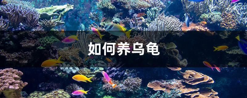 印尼三紋虎遺傳缺陷預防，印尼三紋虎遺傳缺陷預防摘要：印尼三紋虎遺傳缺陷
