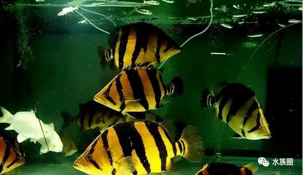 虎魚飼料訓餌失敗原因，虎魚訓餌成功案例