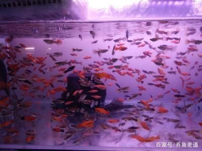 小魚缸養魚知識必備大全：小魚缸養魚知識必備