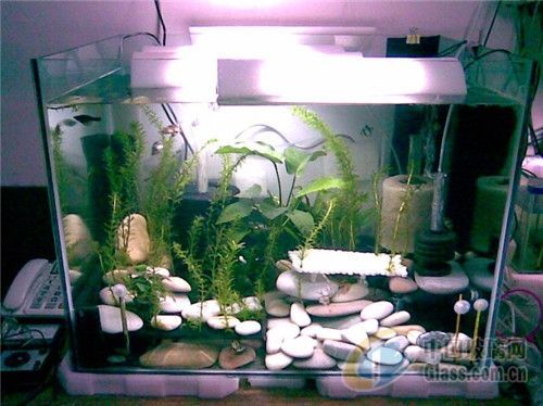 小魚缸養魚知識必備大全：小魚缸養魚知識必備