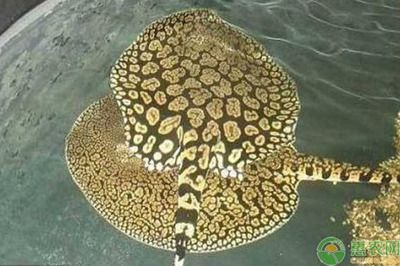 魟魚(yú)的價(jià)格與品種介紹：魟魚(yú)價(jià)格與品種介紹