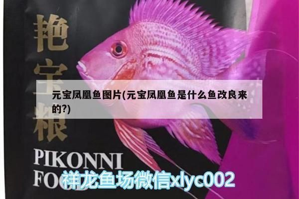元寶鳳凰魚養幾條好呢圖片：九條元寶鳳凰魚飼養技巧，九條元寶鳳凰魚布局，元寶鳳凰魚布局