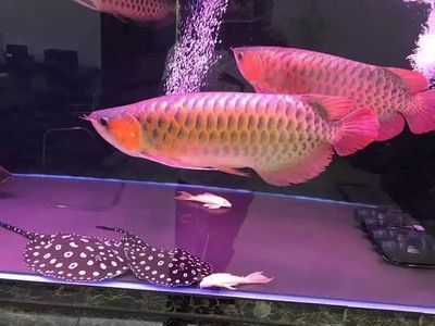魟魚身上密密麻麻的小白點(diǎn)是什么？：魟魚身上出現(xiàn)很多小白點(diǎn)可能是由于幾種不同的原因引起的 魟魚身上密密麻麻的小白點(diǎn)是什么？：魟魚身上出現(xiàn)很多小白點(diǎn)可能是由于幾種不同的原因引起的 魟魚百科 第4張
