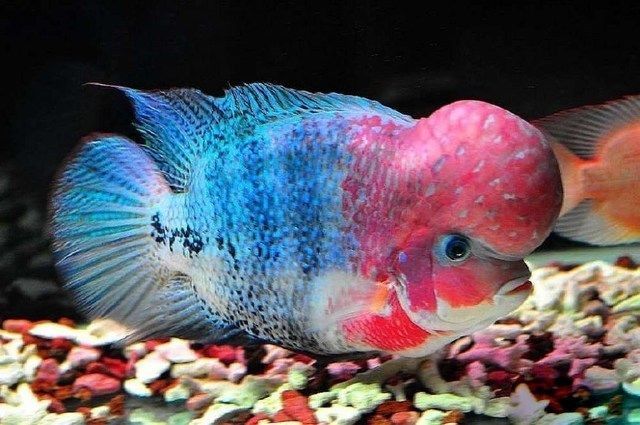 攻擊性魚類混養(yǎng)空間要求，混養(yǎng)攻擊性魚類時，空間要求不僅僅是關(guān)于魚類的大小