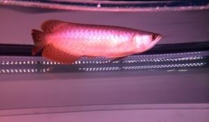 皇冠魟魚白點中間發黃：皇冠魟魚白點中間發黃可能與遺傳因素有關，可能與遺傳因素有關 皇冠魟魚白點中間發黃：皇冠魟魚白點中間發黃可能與遺傳因素有關，可能與遺傳因素有關 魟魚百科 第4張