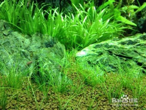 魚缸草怎么養，養殖魚缸水草常見病蟲害及防治如何調節魚缸水的酸堿度水草肥料種類