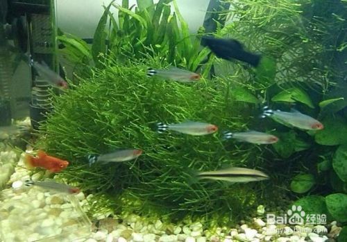 魚缸草怎么養，養殖魚缸水草常見病蟲害及防治如何調節魚缸水的酸堿度水草肥料種類