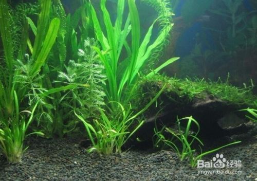 魚缸草怎么養，養殖魚缸水草常見病蟲害及防治如何調節魚缸水的酸堿度水草肥料種類