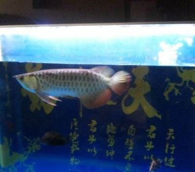 泰國虎魚水質監(jiān)控方法，泰國虎魚水質監(jiān)控方法：泰國虎魚適宜ph值