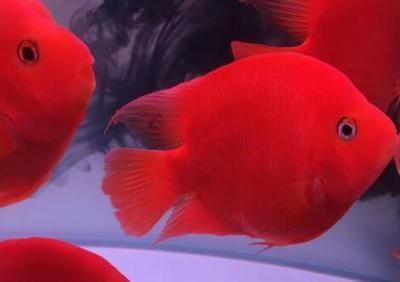 元寶鳳凰魚怎么養的圖片：元寶鳳凰魚怎么養