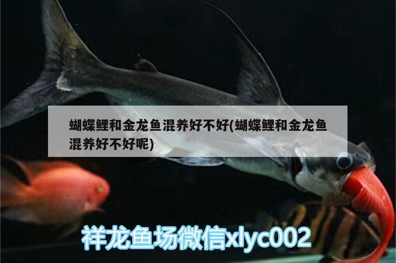 魚缸養殖黑魚好嗎（魚缸養殖黑魚好嗎圖片）