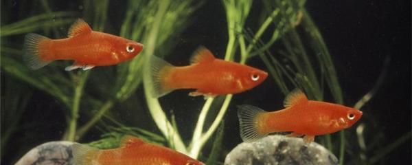 混養魚類空間需求研究，混養魚類活動空間分配策略混養魚類活動空間分配策略