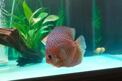 混養魚類空間需求研究，混養魚類活動空間分配策略混養魚類活動空間分配策略