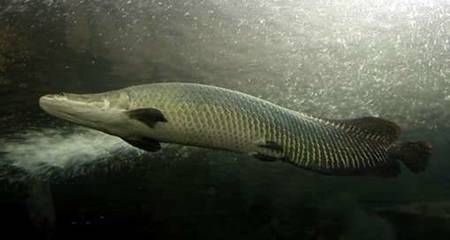 魟魚反過來了怎么回事：缸魚翻過來游動時可能會因為某些環(huán)境因素而出現(xiàn)反轉(zhuǎn)的現(xiàn)象