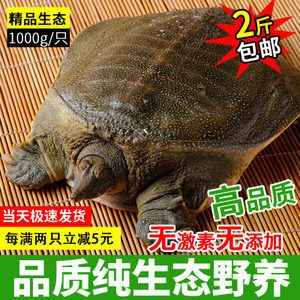 最漂亮金龍魚圖片大全大圖：探秘最漂亮金龍魚圖片大全，領略水中瑰寶的絕美風姿
