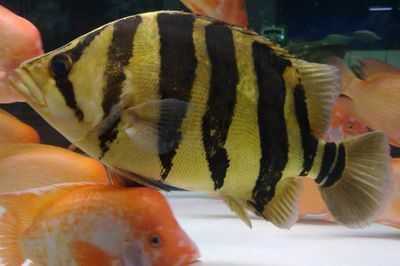 三紋虎魚飼料營(yíng)養(yǎng)成分表，三紋虎魚飼料保存技巧三紋虎魚飼料保存技巧