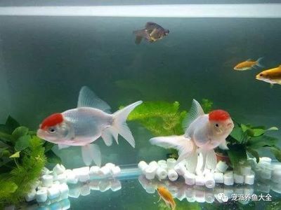 元寶鳳凰魚水溫：元寶鳳凰魚對水溫有一定的要求以下是關(guān)于元寶鳳凰魚水溫的詳細(xì)信息